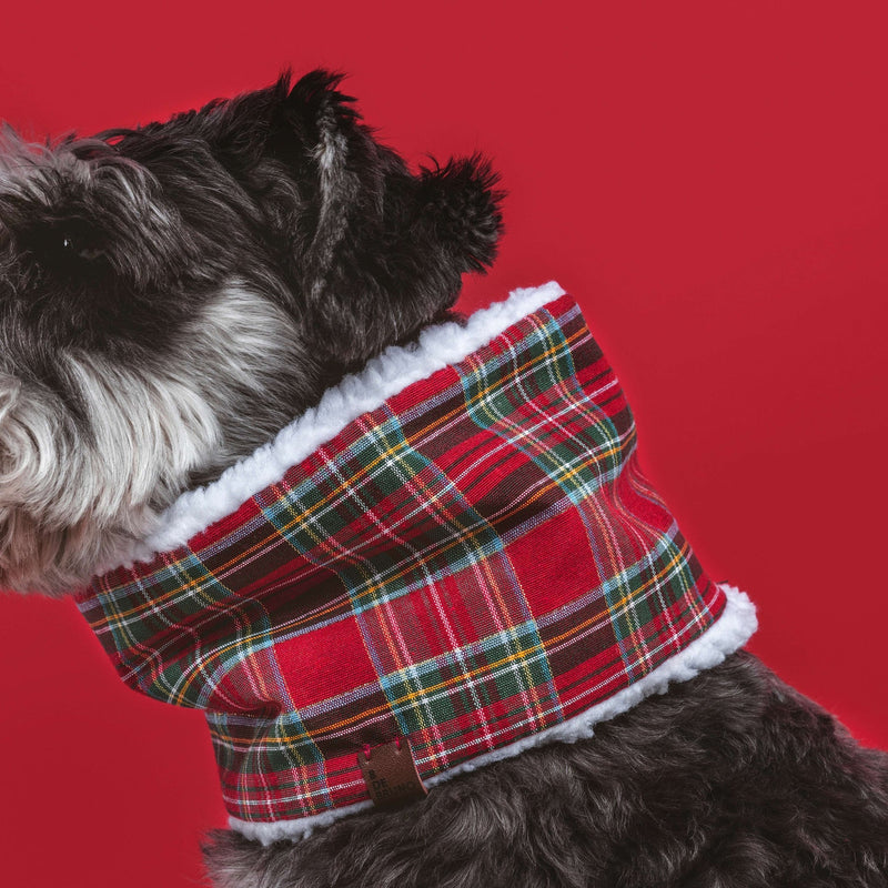 Tour de cou d’hiver Édition Noël pour chien – B de Bruno