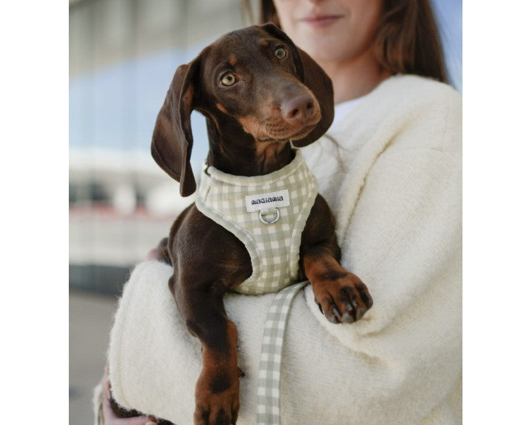 Harnais pour chien réglable (plusieurs motifs)