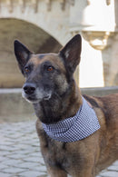 Chien portant le bandana Madrague vichy noir et blanc Atelier Markiz