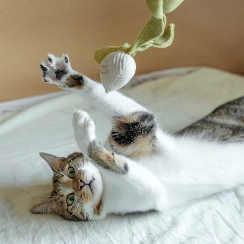 Jouets pour chat à la cataire radis