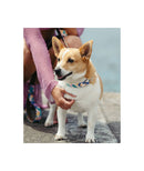 Collier pour chien Montroig