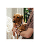 Laisse pour chien Sarria