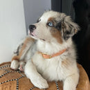 Border collie portant un collier pour chien en tpu rose