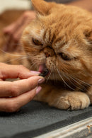 Complément anti-stress pour chat – Weloca