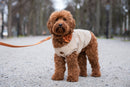 Pull pour petits et moyens chiens Teddy Bear