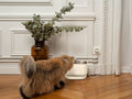 Fontaine à Eau Sans Fil pour Chat et Petit Chien – French Bandit