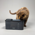 Fontaine à eau pour chat noire en cours d'utilisation par un chat tigré