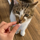 Biscuits pour chat aux insectes