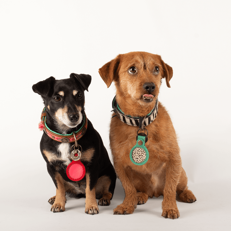 Acheter un étui pour Apple AirTag pour chien (4 coloris) - Hariet & Rosie