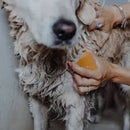 Shampoing Solide bio pour Chien FINE – LILL’S