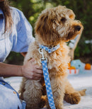 Collier pour Chien Llafranch – Brott Barcelona