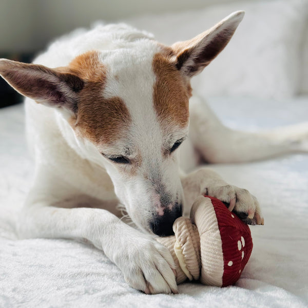 Jouet sensoriel et interactif pour petits chiens SHROOM