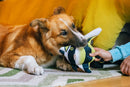 Poisson Tropical Idole Mauresque – Jouet pour Chien PLAY Ocean Buddies