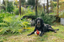 Peluche pour chien coq Ryan avec balle couineuse – P.L.A.Y.