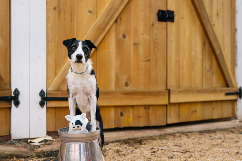 Cole la Vache – Jouet pour chien P.L.A.Y.