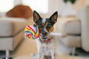 P.L.A.Y. – Jouet pour chien Lollipup, sucette arc-en-ciel