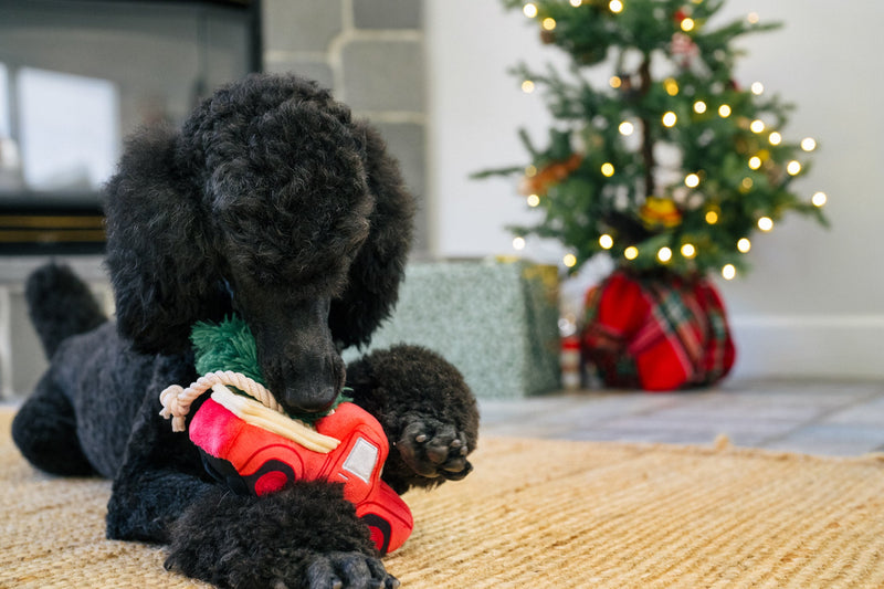 P.L.A.Y. – Holiday Hauler, jouet de Noël pour chien