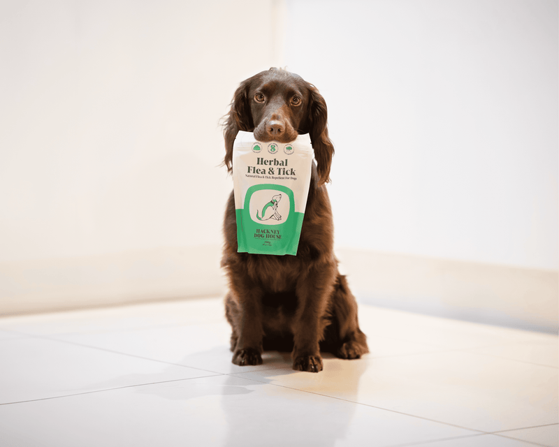 Complément Alimentaire Naturel Anti-Puces & Tiques pour Chien