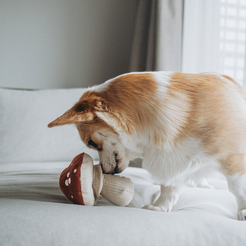 Jouet interactif pour chiens Champignon