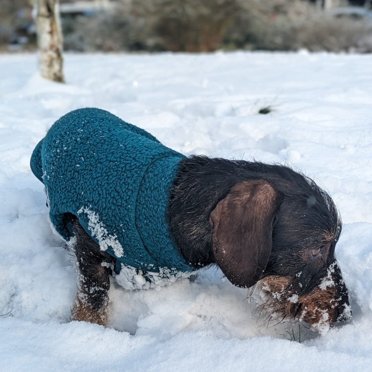 Pull polaire chien sale