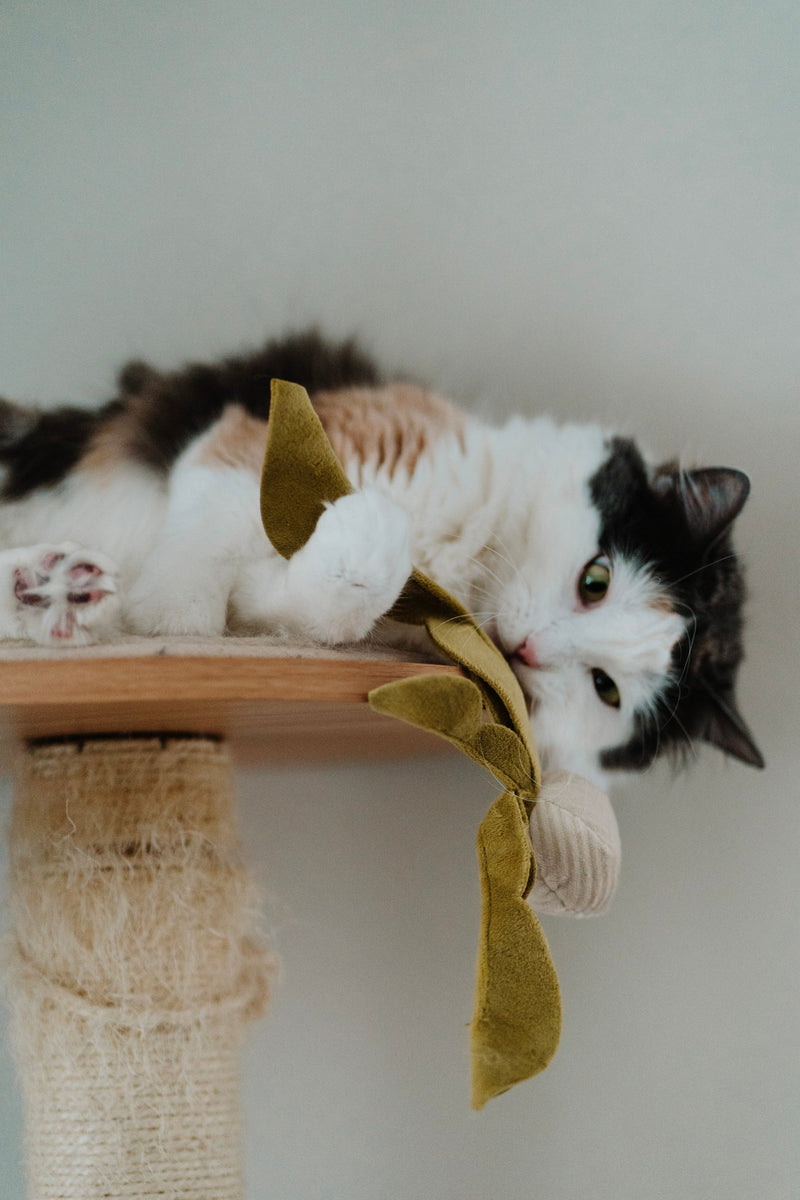 Jouets pour chat à la cataire radis