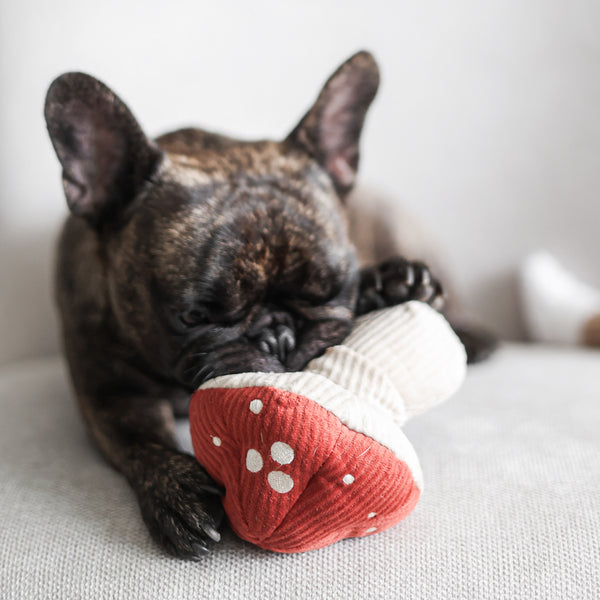 Jouet sensoriel et interactif pour petits chiens SHROOM