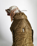 Epagneul de dos portant une doudoune pour chien kaki