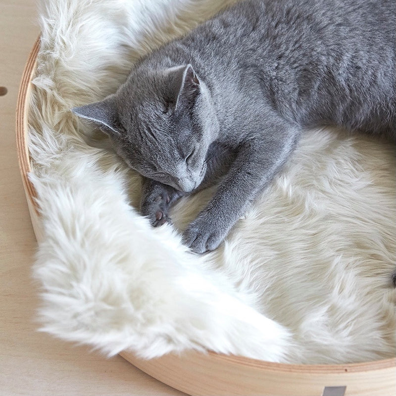 Chat gris dormant sur un plaid blanc