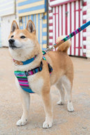 Harnais pour chien Inca blue