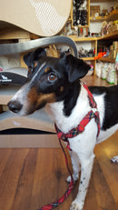 Chien terrier portant un harnais parachute tartan rouge