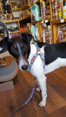 Harnais parachute pour chien Estartit