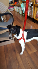 Harnais parachute solid red