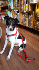 Harnais parachute solid red