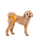 Caniche marron portant une culotte de chaleurs
