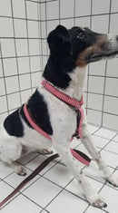 Harnais pour chien en H Vichy