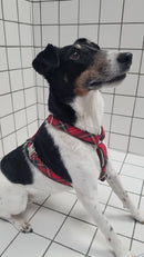 Harnais en H écossais Tremp