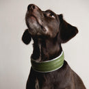 Collier pour chien Pine en cuir et laine