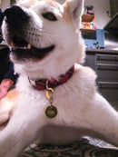 Chien portant un collier équipé d'un mousqueton de médaille doré