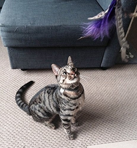 Chat tigré gris regardant un jouet à plumes
