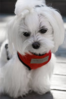 Harnais Candy avec laisse - Hariet et Rosie