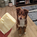 Shampoing solide pour chien bio