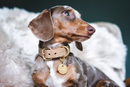 Teckel à pois ras portant un collier en cuir beige