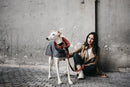 Lévrier whippet portant un manteau gris et orange
