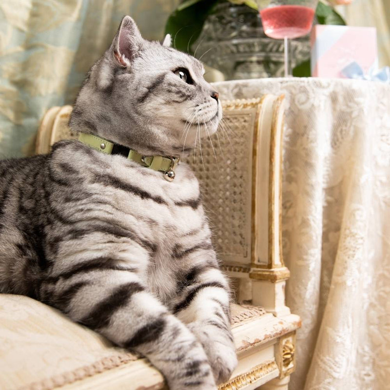 Cheshire & Wain - Rococo Powder Blue Luxury Cat Collar
