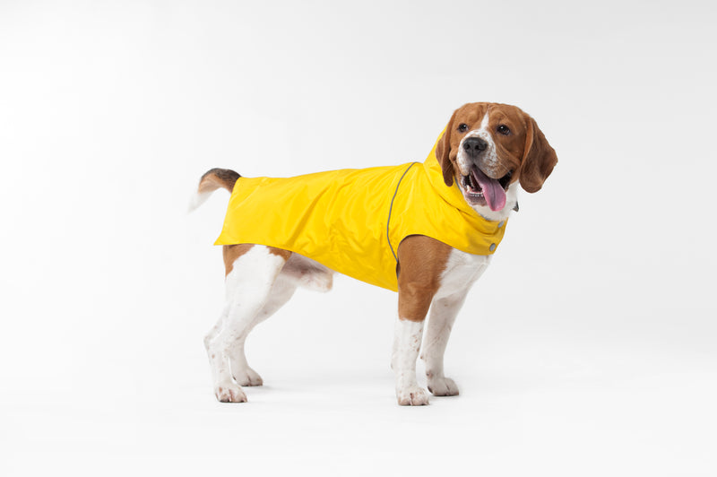 impermeable pour beagle jaune