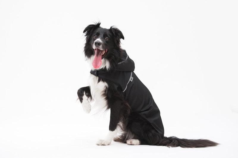 Border collie portant un imperméable pour chien noir