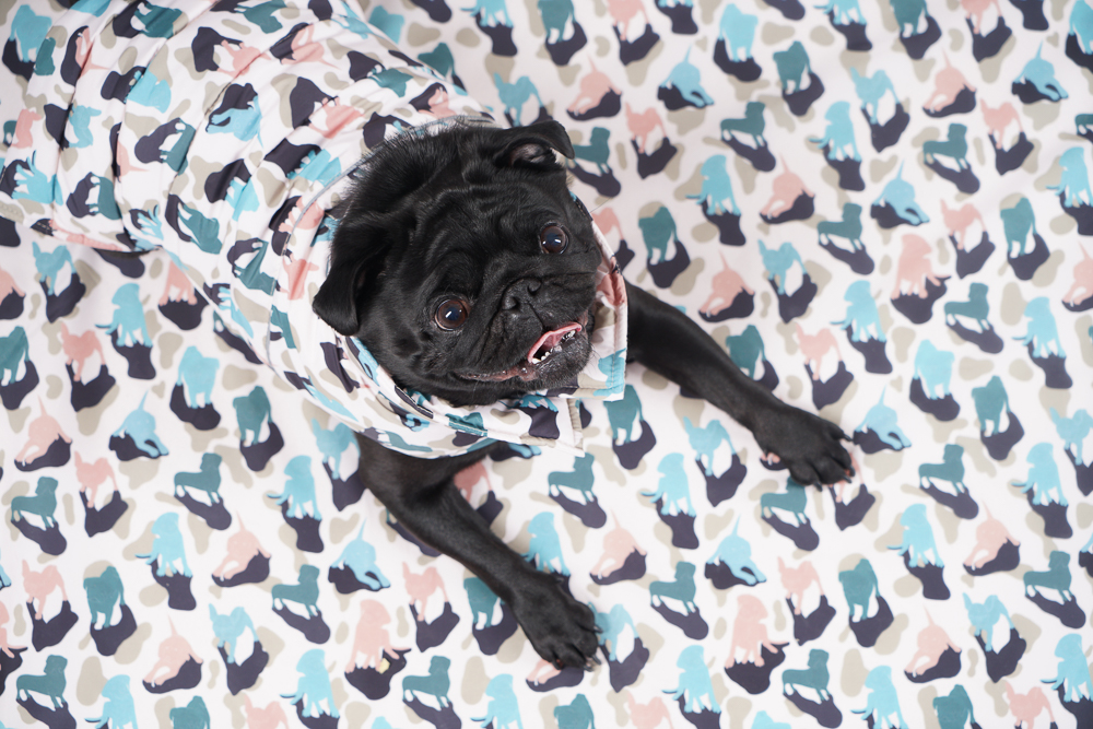 Manteau pour chien carlin sale