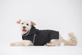 Coton de tuléar portant un imperméable pour chien noir