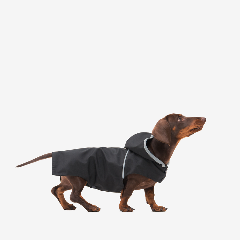 Teckel portant un imperméable pour chien noir