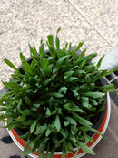 Pot de graines d'avoine germées pour chat